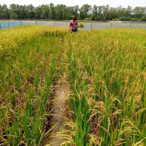 Read more about the article Panchavrihi