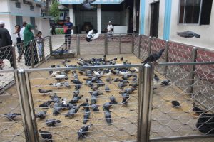 Read more about the article Siloti | A People Apart | Apart