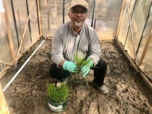 Read more about the article kanihati Rice varieties developed by Dr Abed CHAUDHURY being grown in London by famous chef Azom Khan